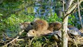 Battle of the ‘beaver believers’ breaks out in Italy as species mysteriously reintroduced