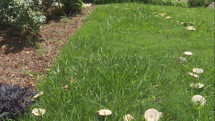 Fairy rings popping up around capital city