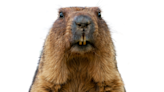 Video of Totally Chill Marmot Enjoying a Bath Is a Viral Sensation