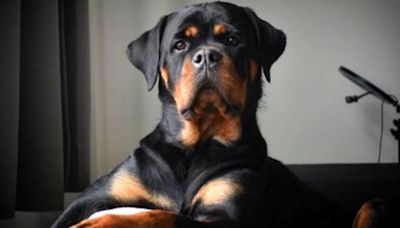 5 Year Old Girl Attacked By 2 Rottweilers, Owners Arrested, Girl In Hospital