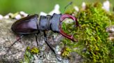 London Wildlife Trust launches stag beetle count
