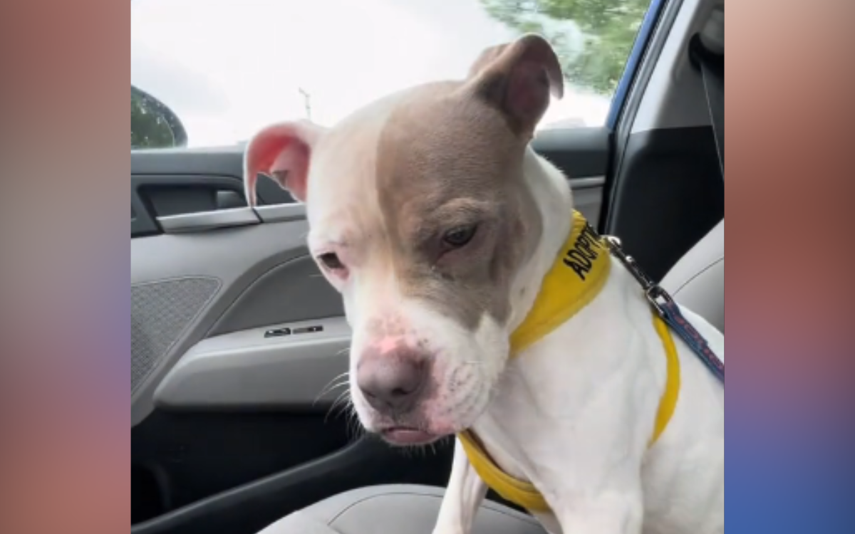 Heartbreaking moment dog realizes she's returning to shelter after day out