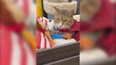 Watch: Cat living at Home Depot in New Jersey becomes an online star