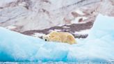An Alaskan mother and child killed by a polar bear: Is the climate crisis increasing these deadly encounters?