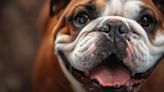 Razas de perros: todo lo que necesitas saber sobre el bulldog