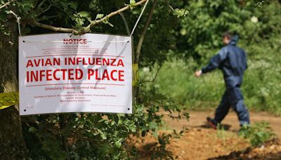 Does H5N1 avian influenza have pandemic potential?