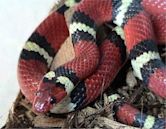 Kingsnake