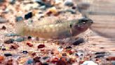 Museum creature: Small fish plays big role in life cycle of mussels