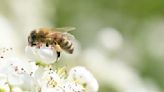 How to attract bees to your garden – 7 ways to entice more of these beneficial pollinators