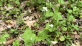 Help fight this invasive plant in Portage parks — for a cash prize