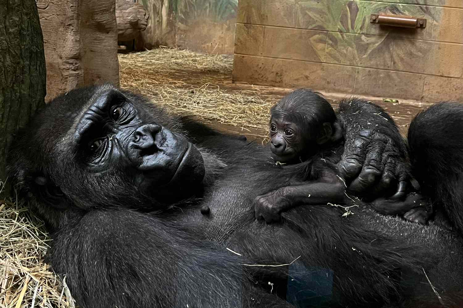 Columbus Zoo and Aquarium Welcomes Critically Endangered Gorilla Baby: They're 'Absolutely Precious'