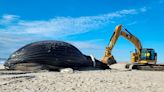 The Latest Culture War Starts With Dead Whales