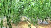 雨量少氣溫高 白河綠竹筍減產3成