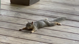 It's so hot in Texas, squirrels are splooting again