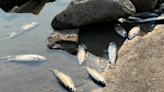 Hundreds of dead fish discovered in American Falls Reservoir