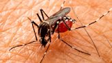 Com 6,3 milhões de casos prováveis, Brasil lidera ranking de dengue - Imirante.com