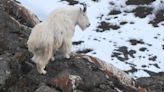 Mountain Goats Are Not Avalanche-Proof