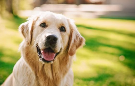 Best Dog Names for Golden Retrievers