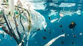 Descubren un hongo marino que descompone el plástico del océano