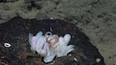 ‘Unique biodiversity’: Scientists discover four new species of Octopus off the coast of Costa Rica