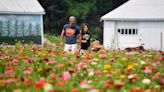 Sunflowers, roses and wildflowers: A guide to New Jersey's most colorful gardens