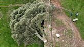 A Vandal Downed a Famous Tree in Britain. Now Thousands Mourn It.