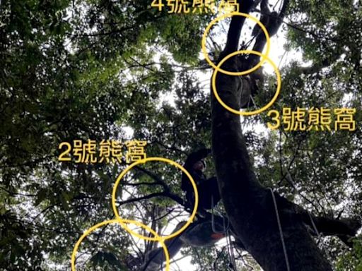 大雪山青剛櫟樹上發現4熊窩 護管員推測與就近取食習性有關