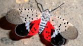 Looking to squish the spotted lanternfly as it invades Staten Island again this year? There’s an app for that.