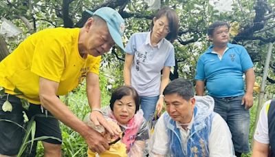 颱風凱米強風豪雨 台中高接梨落果水傷