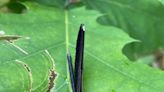 'Go out and look': Ebony jewelwings arrive with their delicate beauty once more