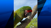 Roger Williams Zoo asks for help searching for macaws | ABC6