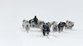 Perros de Groenlandia capturados en fotos mientras su mundo se desvanece