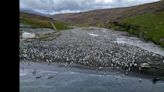 Pingüinos del Índico: sobrevivir en la era del cambio climático