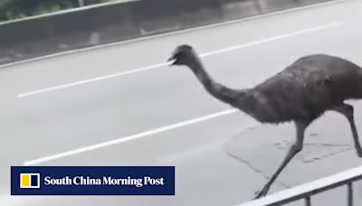 Emu caught by Hong Kong wildlife authorities in car park after 4-hour chase