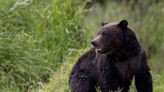 A 72-year-old man kills a grizzly bear after it attacks while he is picking berries