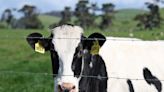 Second human case of bird flu linked to dairy cows found in Michigan