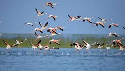 Odisha: Anti-poaching camps set up near Chilika Lake ahead of migratory birds' arrival - OrissaPOST