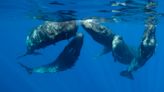 Do sperm whale calls share features with speech or song?