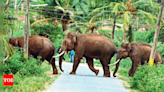 Mother elephant and calf stray and attack Coimbatore residential area | Coimbatore News - Times of India