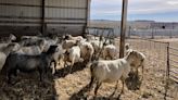 Low wool prices have some sheep producers pivoting - Marketplace