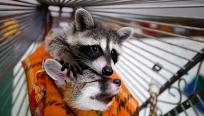 A beaver in the bathtub: Sanford couple’s work with wildlife honors daughter’s memory