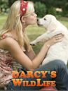 Darcy's Wild Life