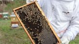 North Macedonia's Beekeepers Face Climate Change Challenge