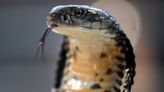 No, Hundreds Of Deadly King Cobras Didn’t Spill On A Wyoming Highway