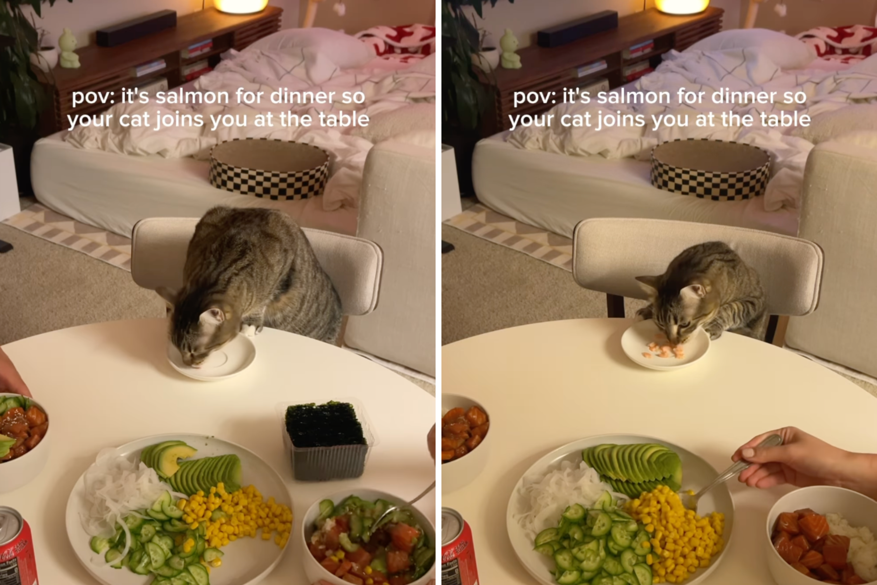 Internet obsessed with how "distinguished" cat eats dinner