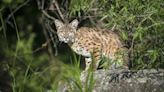 UK Group Finds 200 Wild Cats Registered To Private Owners