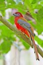 Trogon