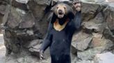 Chinese sun bear waves in new footage as expert says animals aren’t humans in disguise