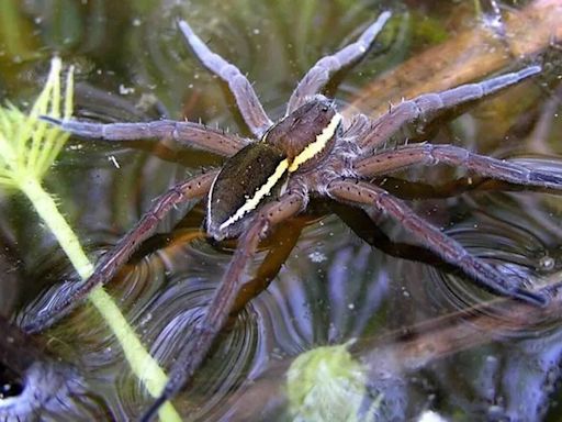 Numbers of rare spider which is the size of a RAT surge across UK