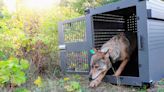 Wolf population on remote island on Lake Superior remain stable while moose numbers decline